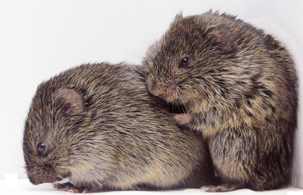 Highly social and monogamous prairie voles (consolation display)