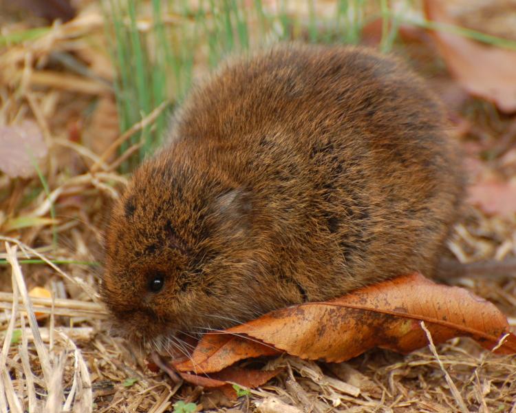 Notoriously promiscuous male meadow vole